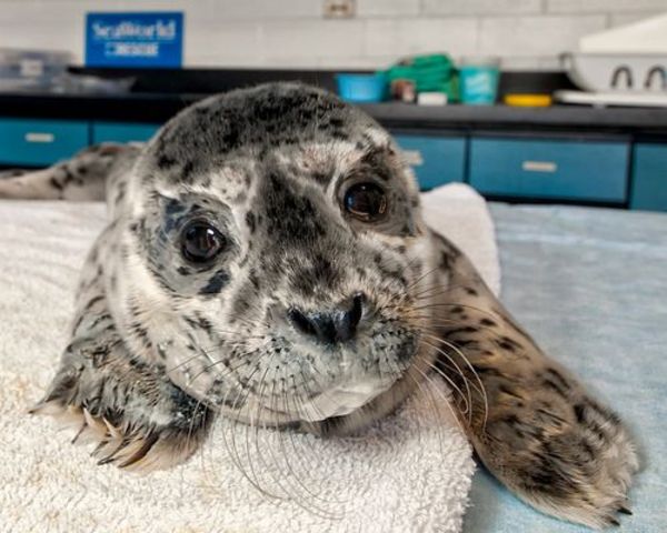 Visté Seaworld por Día de la madre.