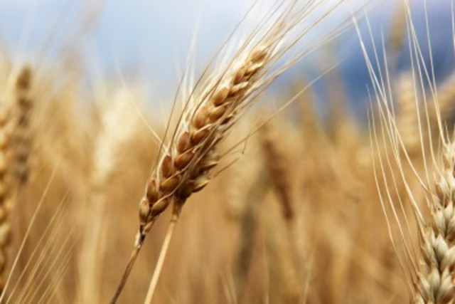 embargo on sale of grain