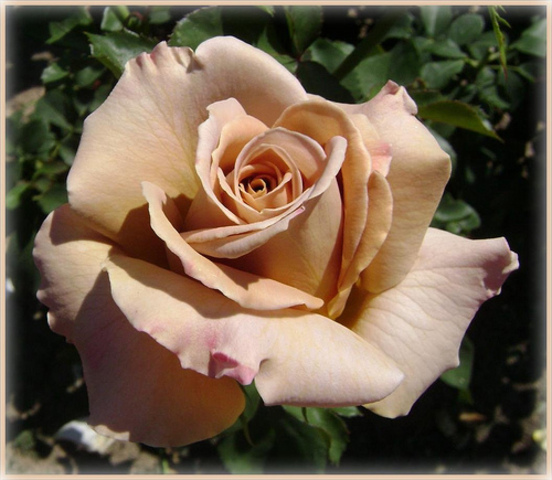 guyana's independence's