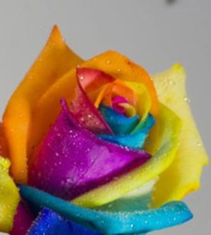 suriname's independence's