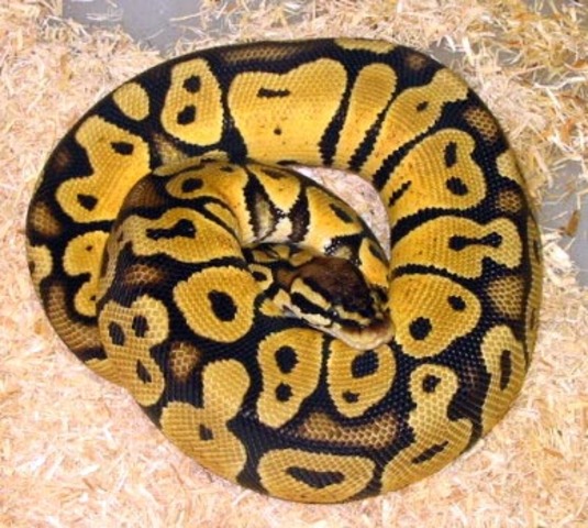 Got my male Ball Python