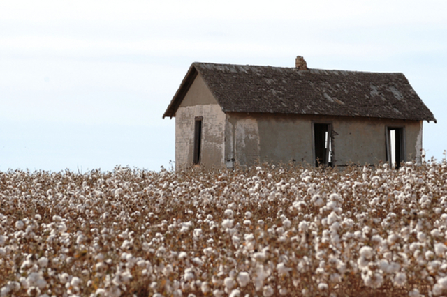 cotton plantation