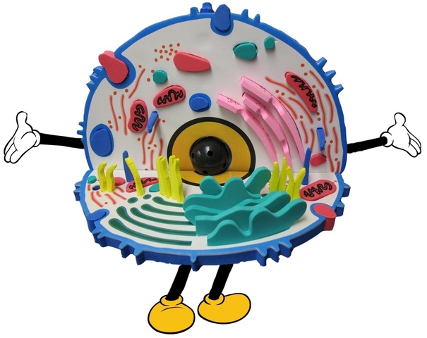 ciencias naturales  1809-1882