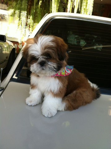 ME REGALARON A MI PERRITA