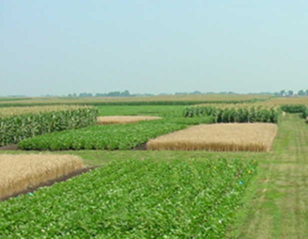 Four Year Crop Rotation is Introduced