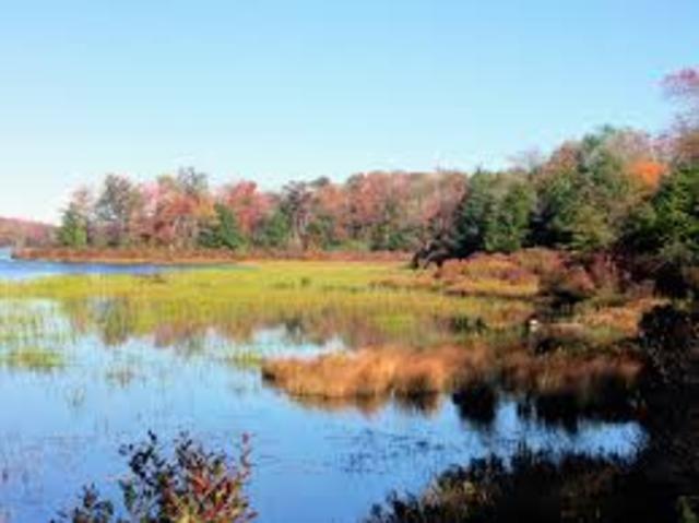 Apareció el Ecosistema
