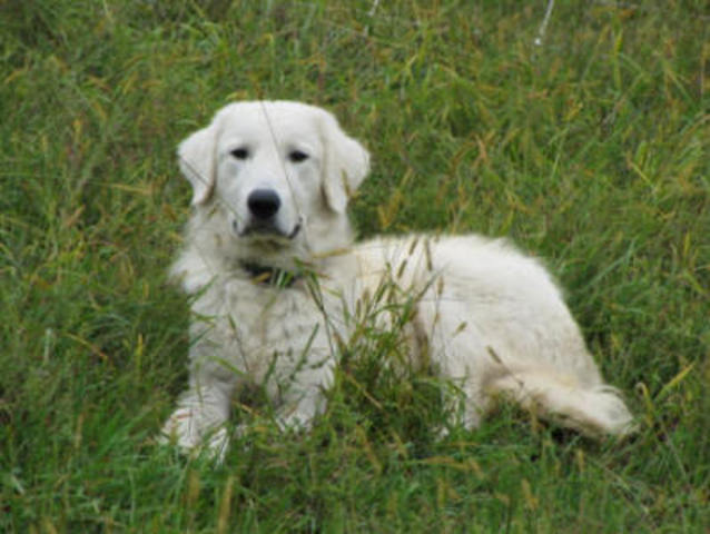 Periodistas, perro guardián