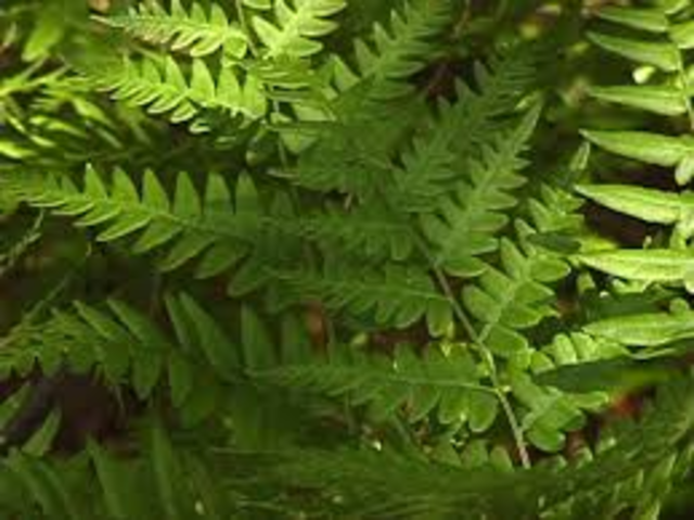 Ferns
