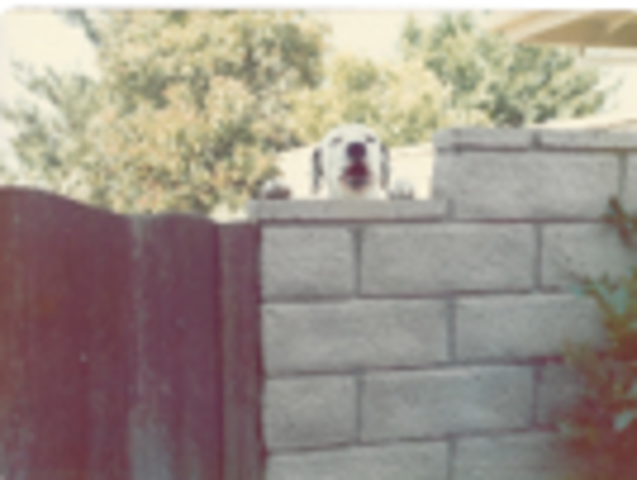 Robert's First Family Dog