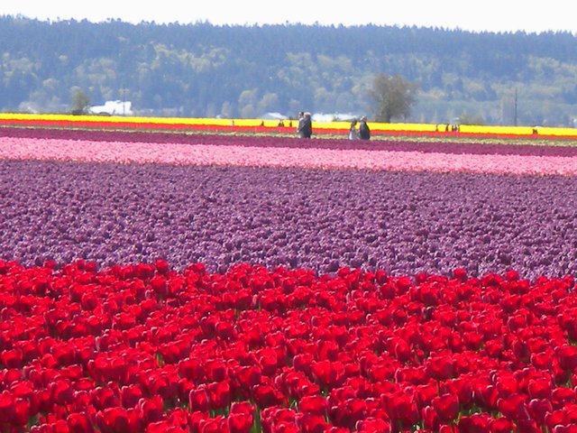 "Mania dei Tulipani" - Paesi Bassi