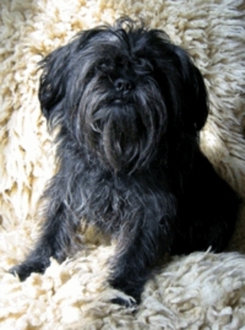 AFFENPINSCHER