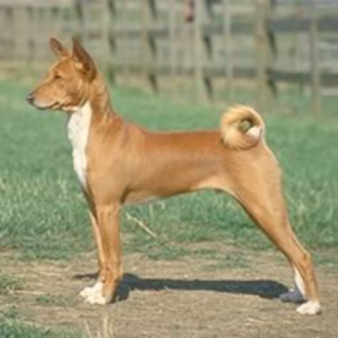 BASENJI