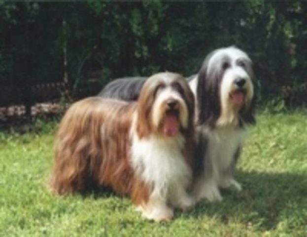 BEARDED COLLIE