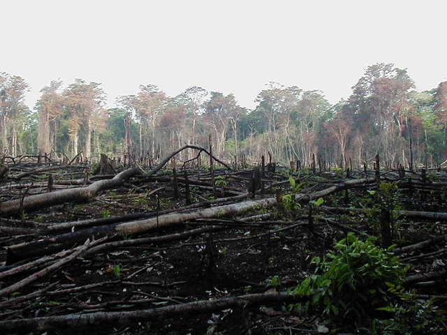 Deforestacion
