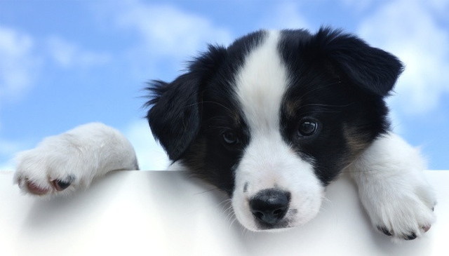 Llego  Bono nuestra mascota