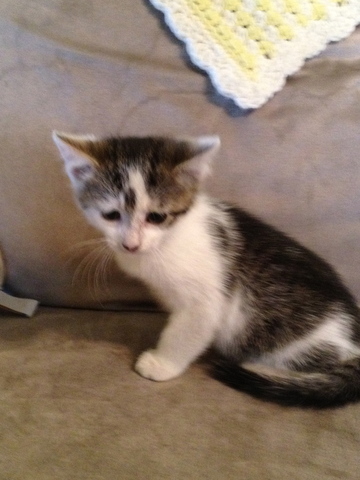 Got my third cat Dori