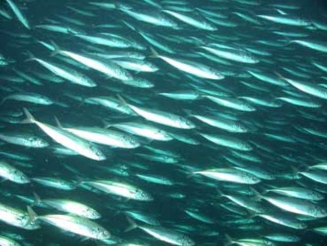 River Is Now Beaming With Fish