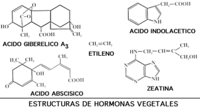 fitohormonas auxina y citoquinina