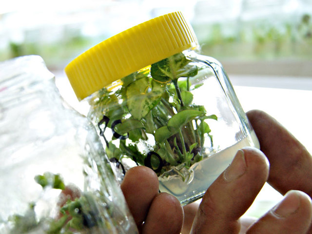 técnicas de cultivo in vitro