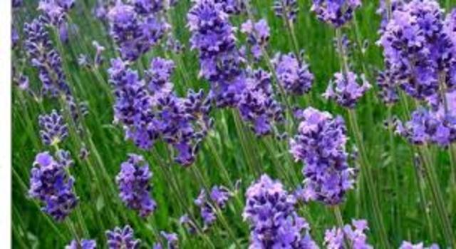 La primavera de los pueblos