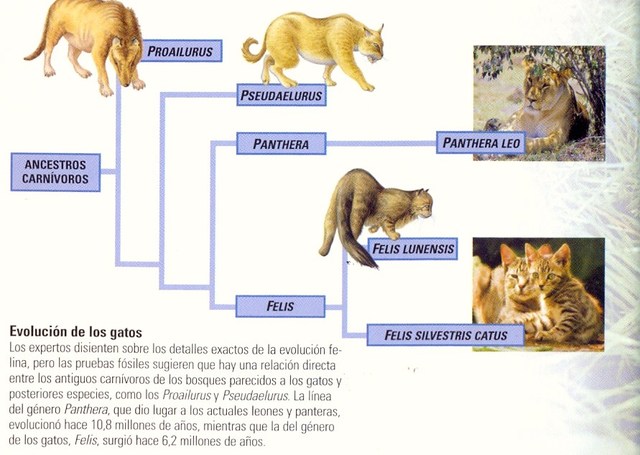 EVOLUCION DE LOS FELINOS DOMESTICOS