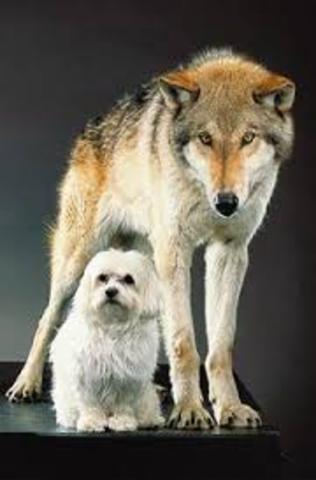 Primera clasificación - mediados del siglo XVIII