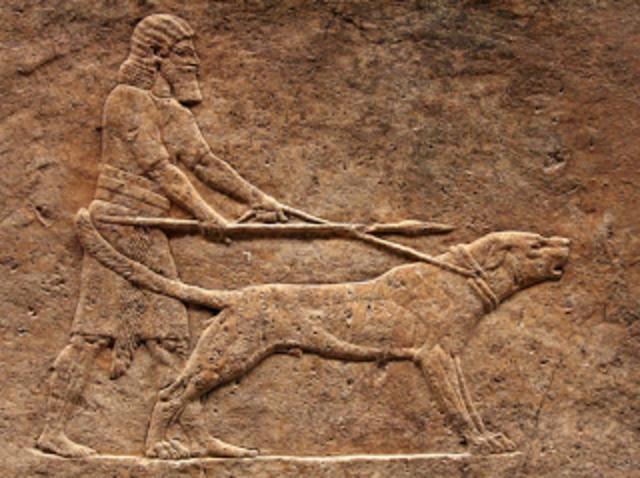 Diversificación en varios tipos de perros -  siglo XIX