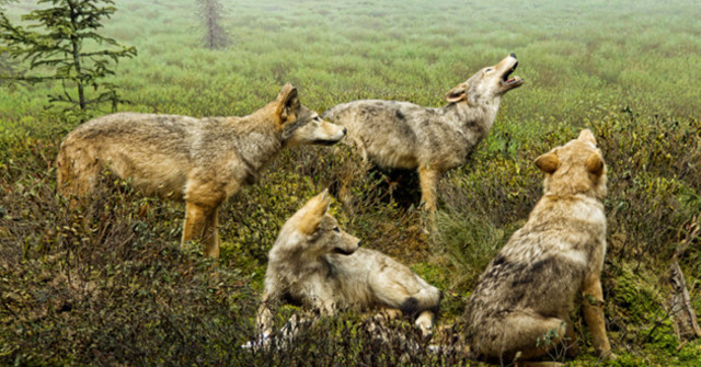 la especie originaria de lobo que dio lugar a la subespecie "perro".