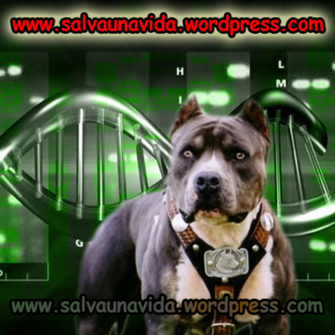 Origen del perro enseñanza molecular