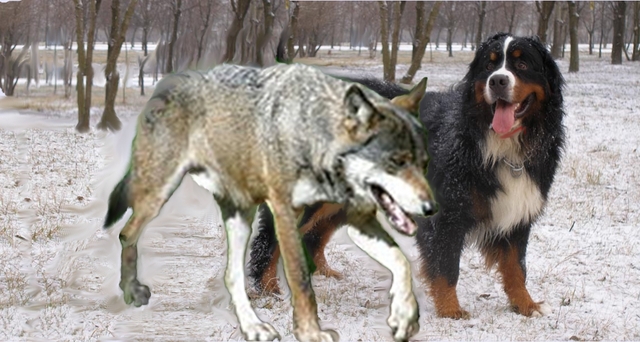 similitud del perro al lobo