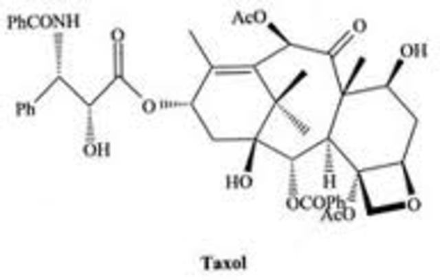 Utilizaron células completas para biotransformacion.