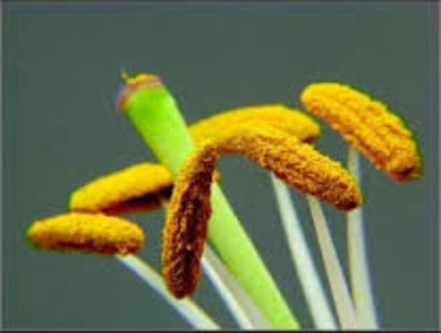 Anteras para cultivar polen.