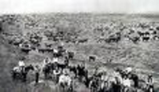 6 million cattle were driven to abelene