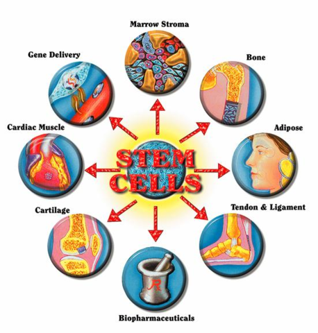 Stem Cells Sidestep Controversy
