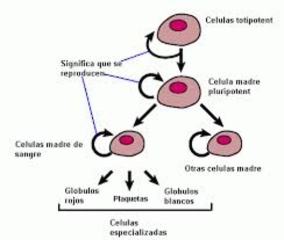 Teoria de totipotencia