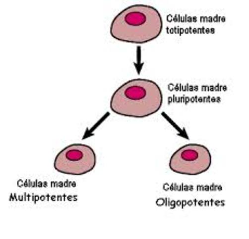 Teoria de la Totipotencia