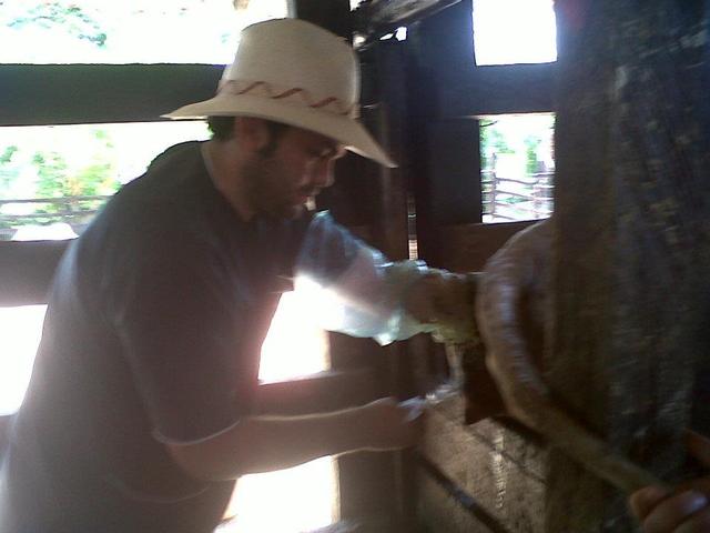 Charla Palpacion Bovina