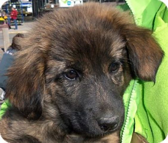 Got my own Puppy, Apollo