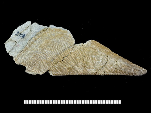 Pteraspidomorphi, Thelodonti y Gnatostomata