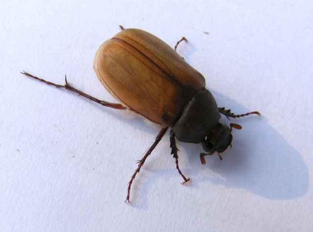 Coleoptera (Escarabajos)