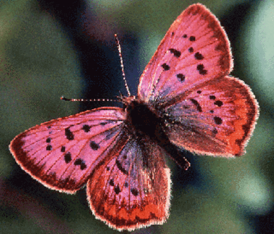 Lepidoptera (Mariposas)