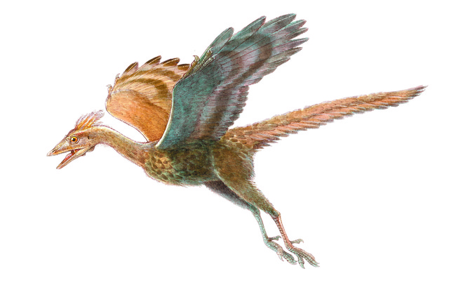 Archaeopteryx y Compsognathus