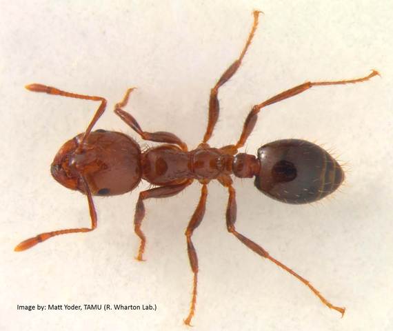 Formicidae (Hormigas)