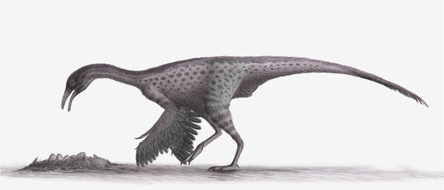 Harpymimus