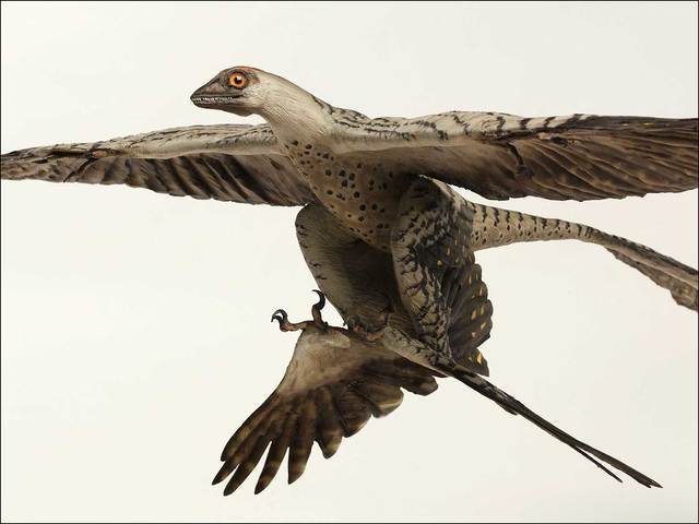 Microraptor