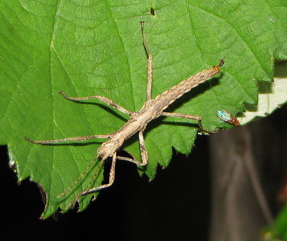 Phasmatodea (Insectos Palo)