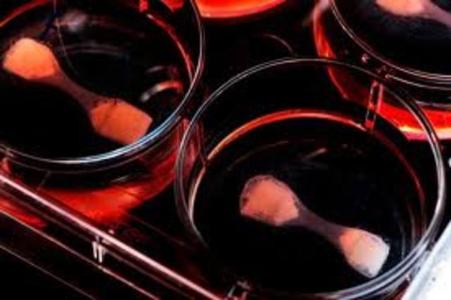 Cultivos in vitro de tejido animal y humano.