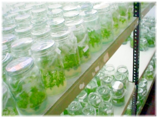 Primer Cultivo In Vitro