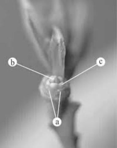 Regeneracion de organos a partir de callos en sequoia sempervirens