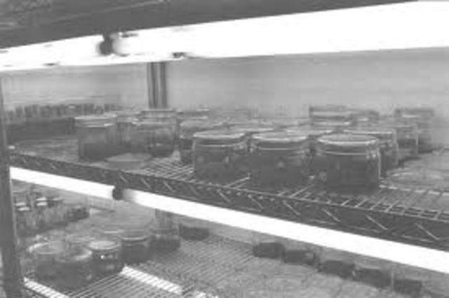 Proliferación celular in vitro en tejidos